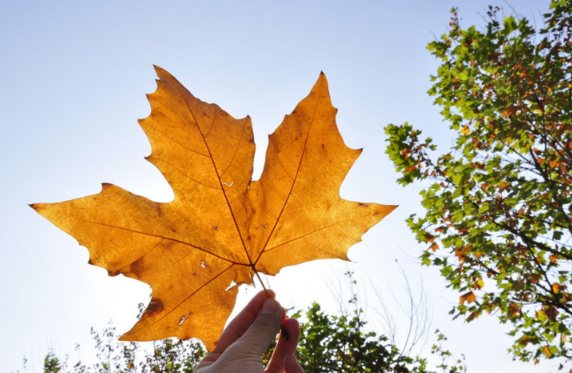 申请加拿大枫叶卡要什么条件 申请加拿大枫叶卡
