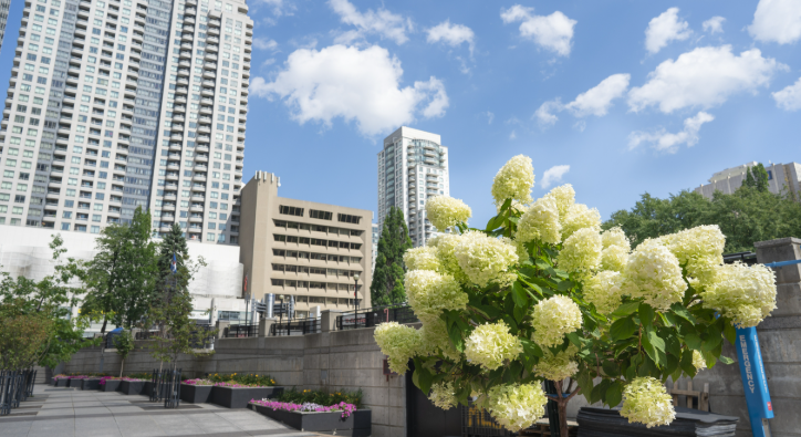 加拿大租房攻略：新移民如何避开高价陷阱？